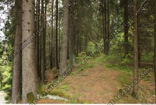 background forest 0017